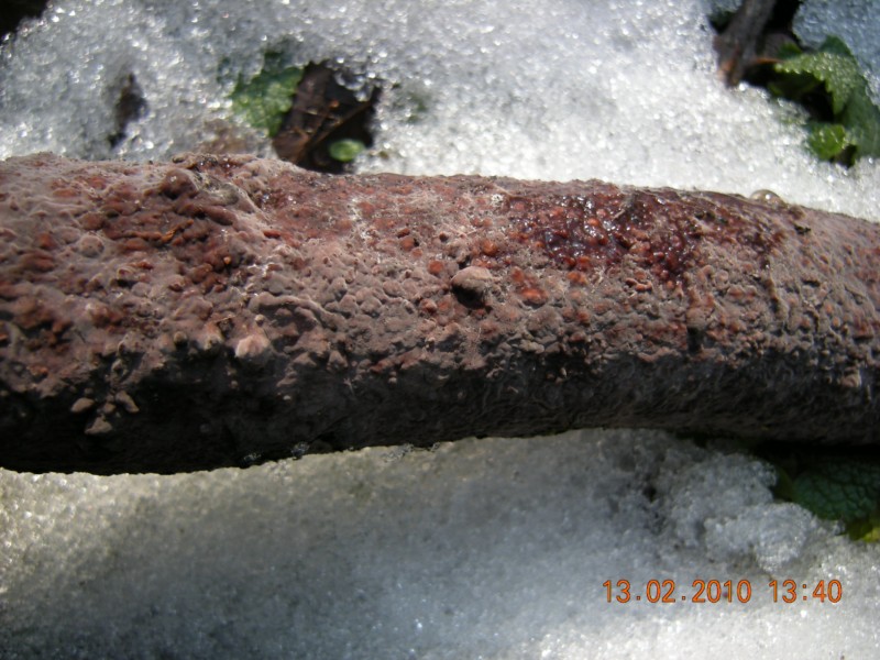 crosta porporacea